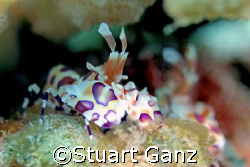 Harlequin shrimp in my backyard. Lucky to live Hawaii by Stuart Ganz 